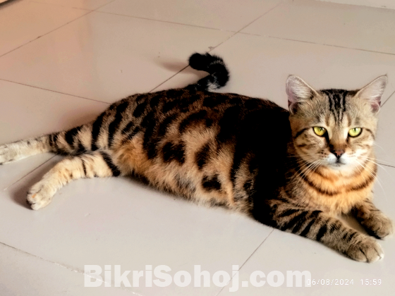 Original Bengal Cat 2 month pregnant